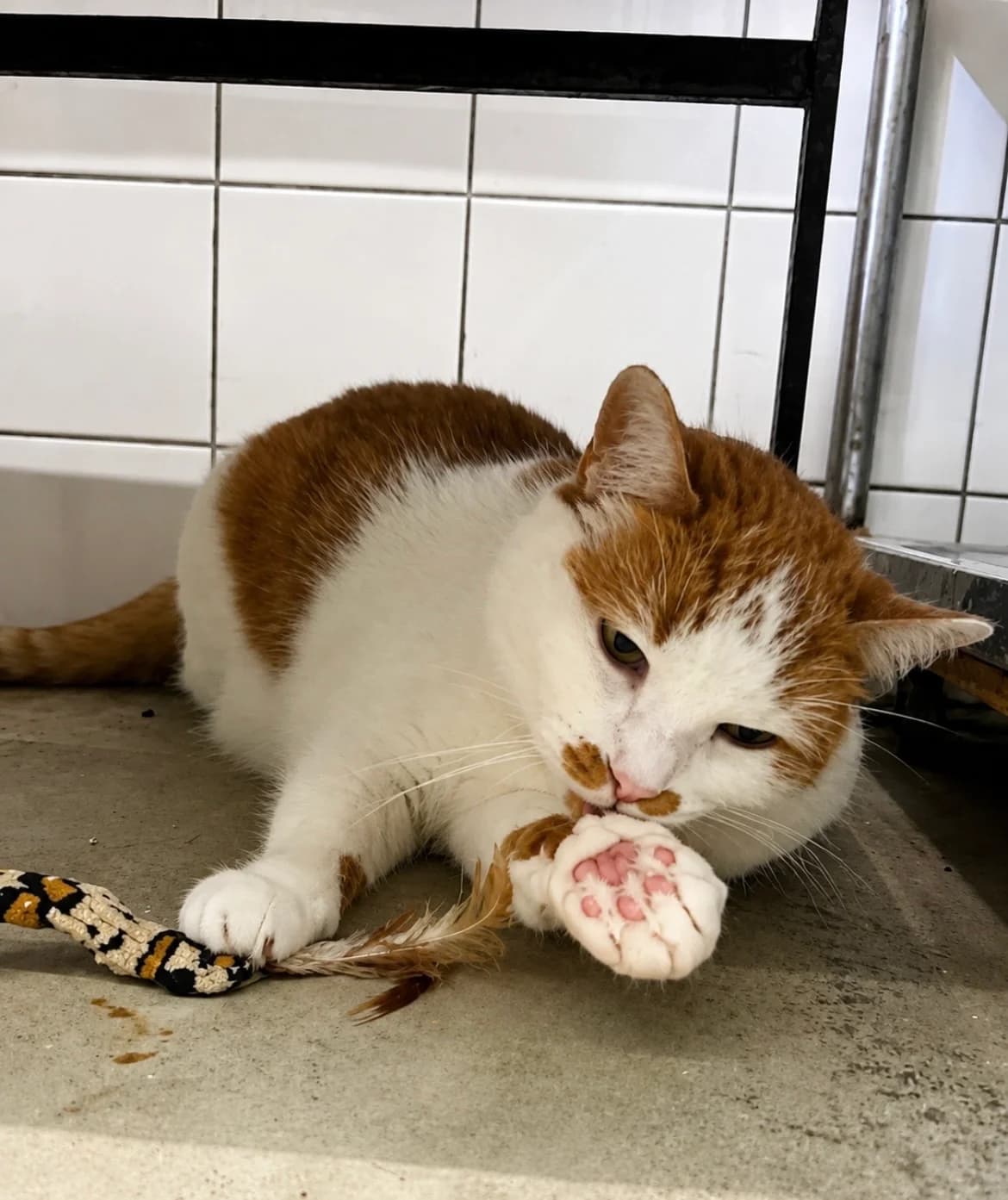 Skittles, female senior European Shorthair for adoption at Dierentehuis Zeist, AA Austerlitz