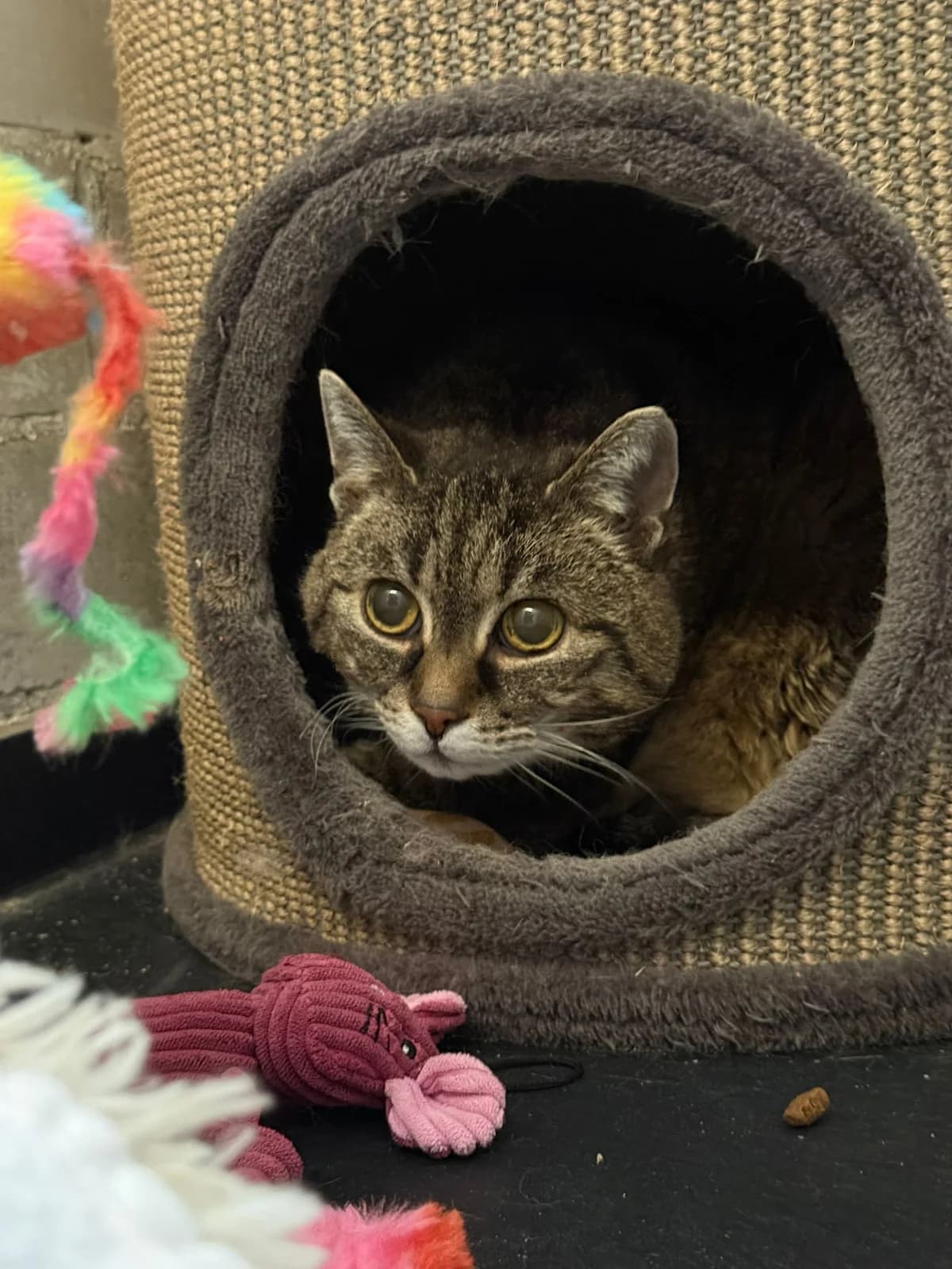 Tijgertje, female European Shorthair for adoption at Dierentehuis Zeist