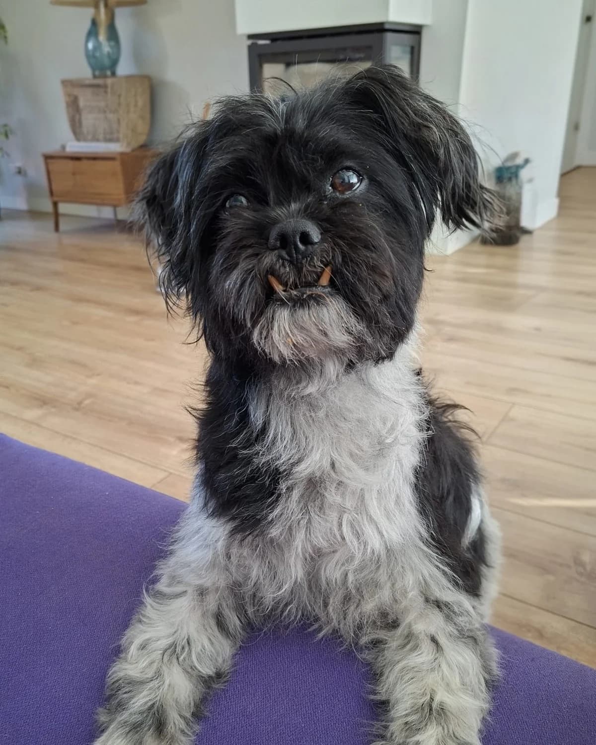 Vanya, male senior mixed breed for adoption at Dierentehuis Zeist, AA Austerlitz