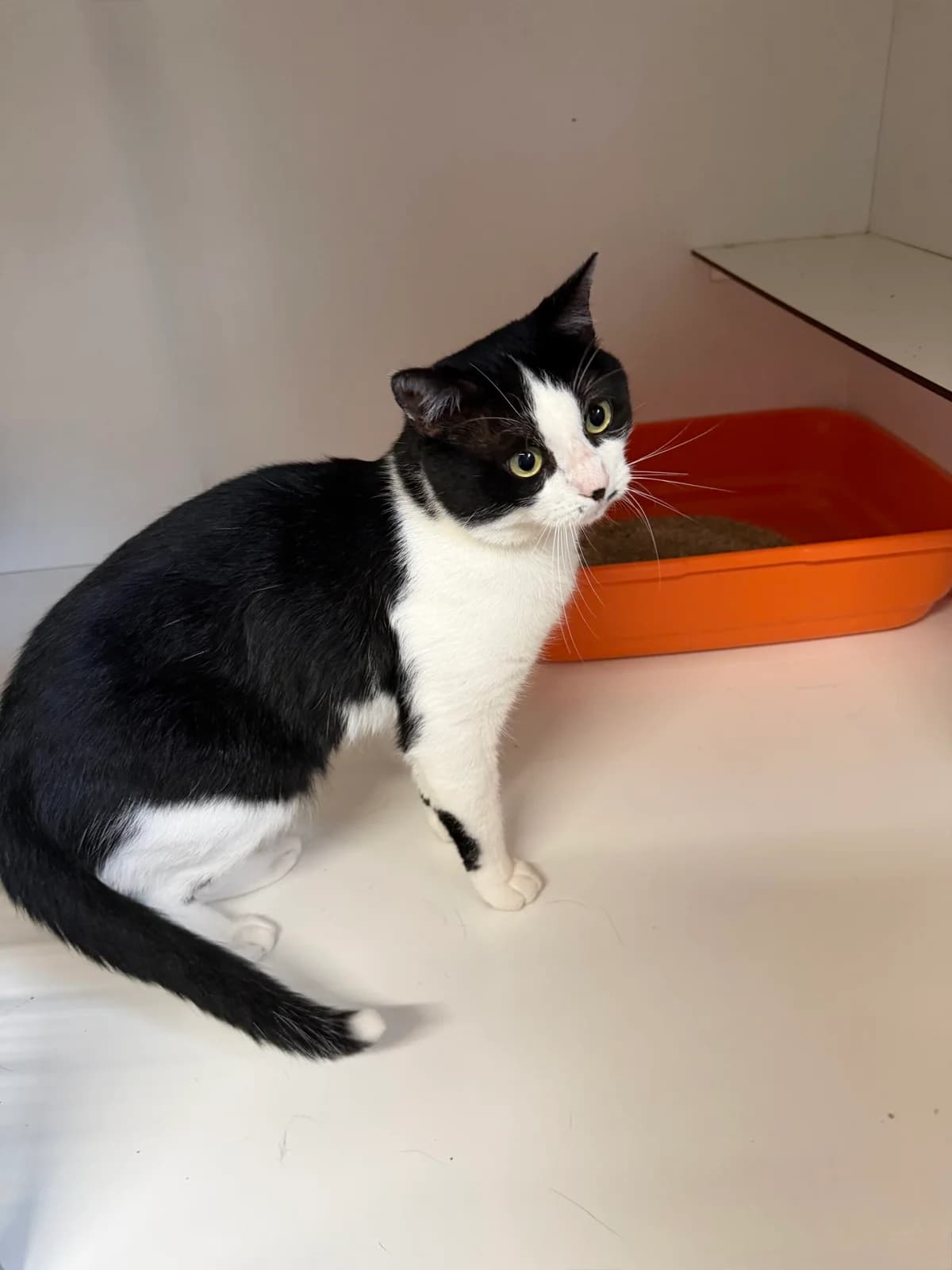Waldo, male young European Shorthair for adoption at Dierentehuis Zeist, AA Austerlitz