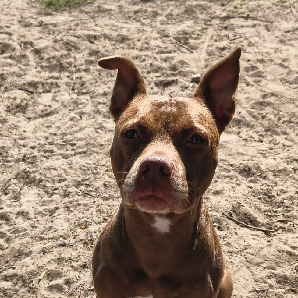 Diva, male mixed breed for adoption at Dierentehuis Zoetermeer, Zoetermeer