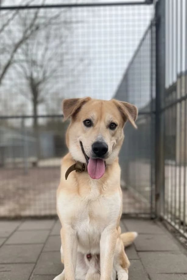 Luke, male mixed breed for adoption at Dierentehuis Zoetermeer, Zoetermeer