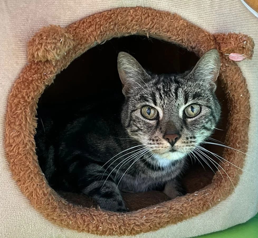 Bora, female Mixed Breed for adoption at Dierentehuis Zoetermeer, Zoetermeer