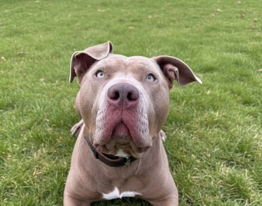Bella, mixed breed for adoption at Dierentehuis Zoetermeer, Zoetermeer