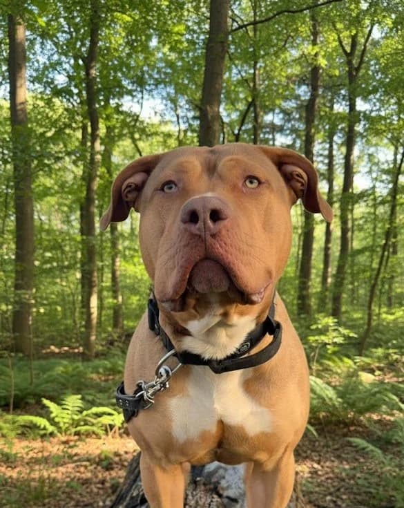 Buster, male mixed breed for adoption at Dierentehuis Zoetermeer, Zoetermeer