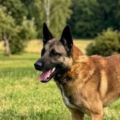 Tyson, male mixed breed for adoption at Dierentehuis Zoetermeer, Zoetermeer