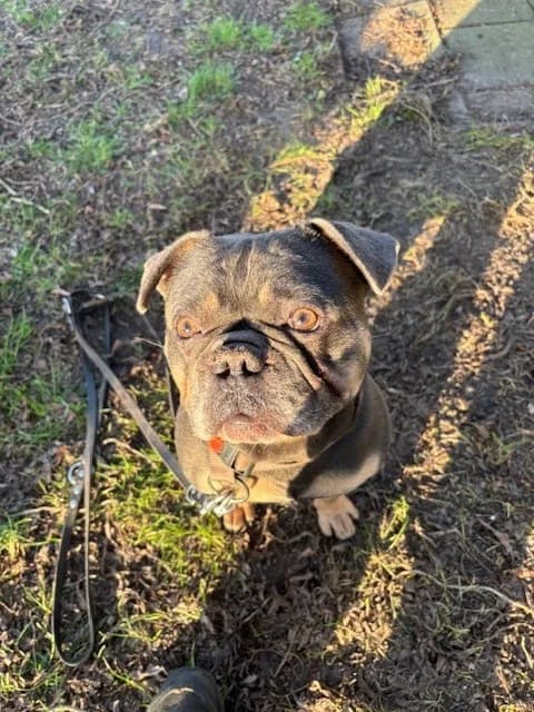 Sam, male mixed breed for adoption at Dierentehuis Zoetermeer, Zoetermeer