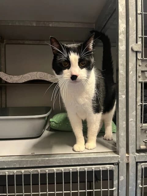 Sinas, male Mixed Breed for adoption at Dierentehuis Zoetermeer, Zoetermeer