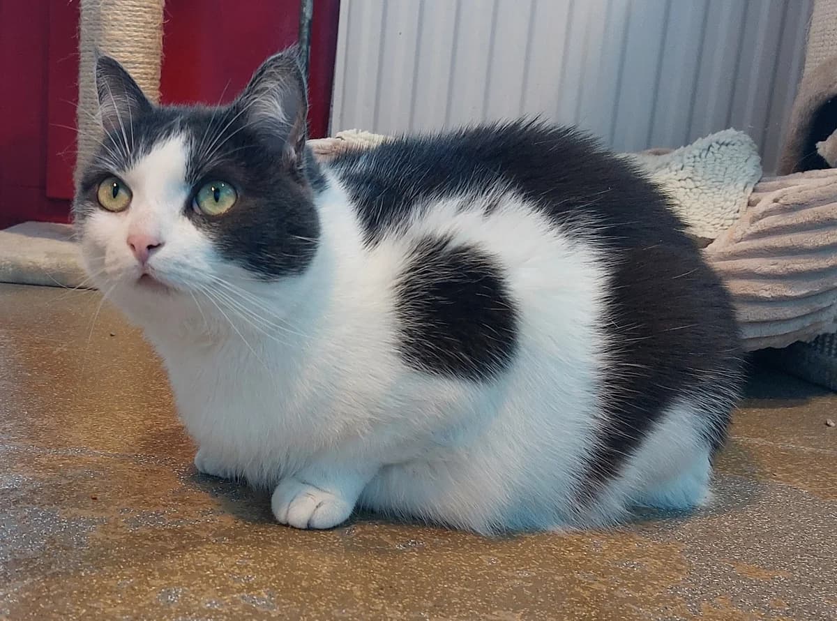 Lexy, male Mixed Breed for adoption at Dierentehuis Zoetermeer, Zoetermeer