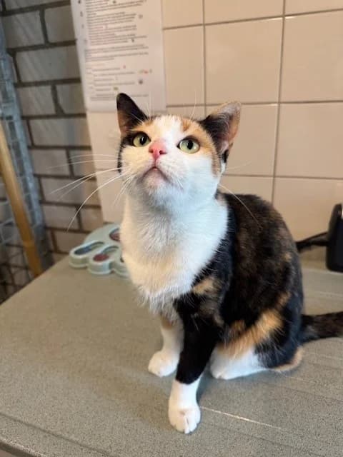 Veertje Geplaatst, female Mixed Breed for adoption at Dierentehuis Zoetermeer, Zoetermeer