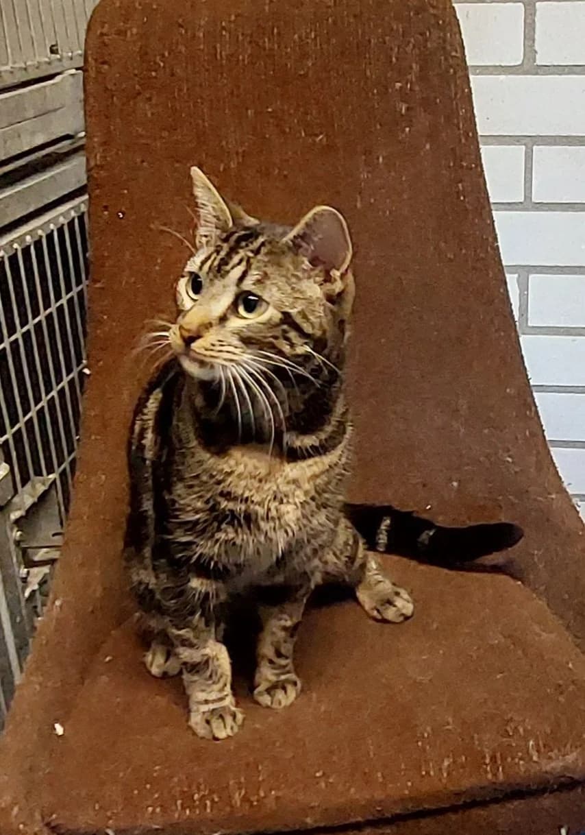 CASABLANCA, male Mixed Breed for adoption at Dierentehuis Zoetermeer, Zoetermeer