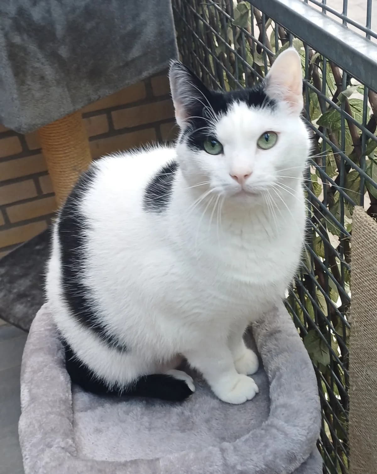 WINTER is GEPLAATST, male Mixed Breed for adoption at Dierentehuis Zoetermeer, Zoetermeer