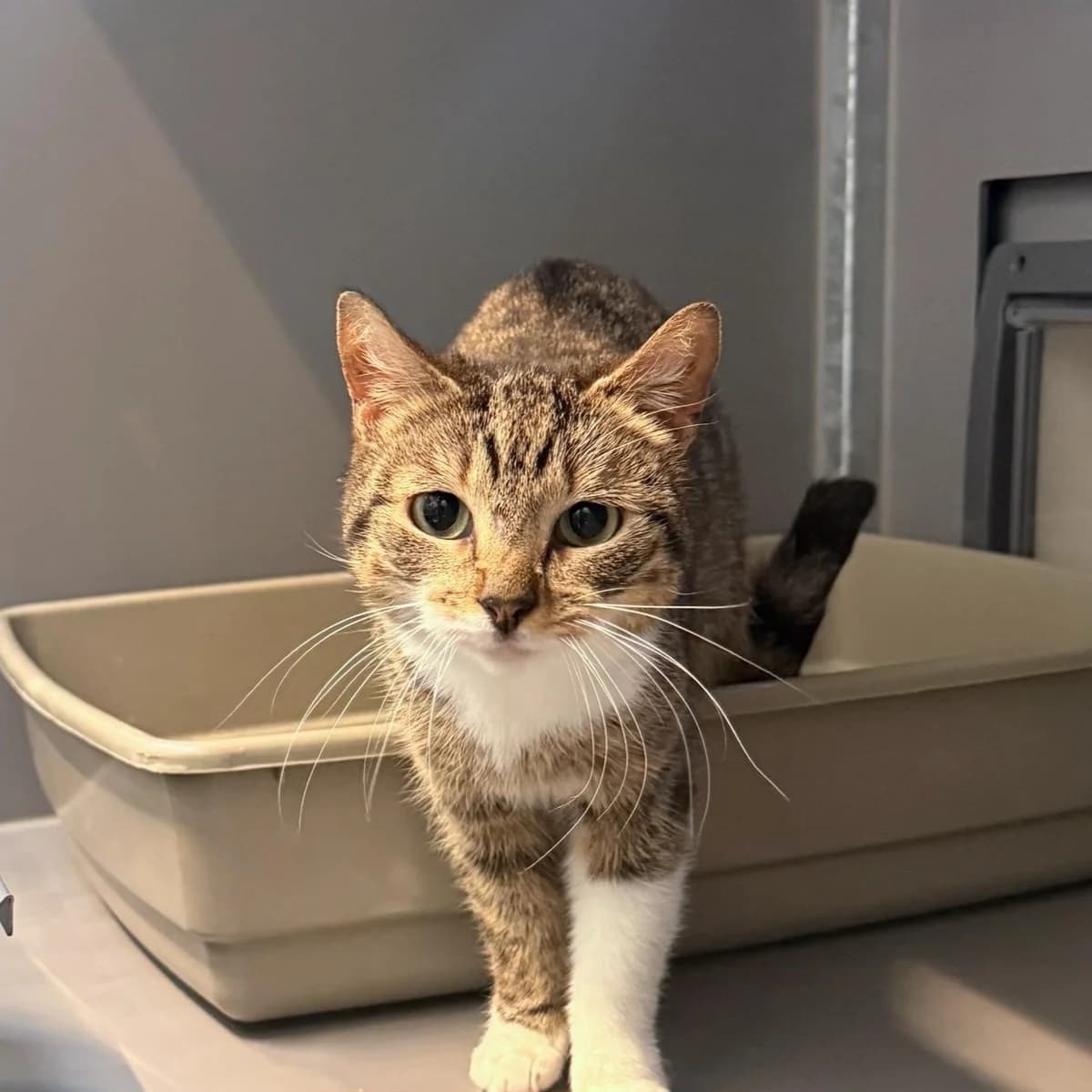 Abigail, female senior European Shorthair for adoption at Dierentehuis Arnhem