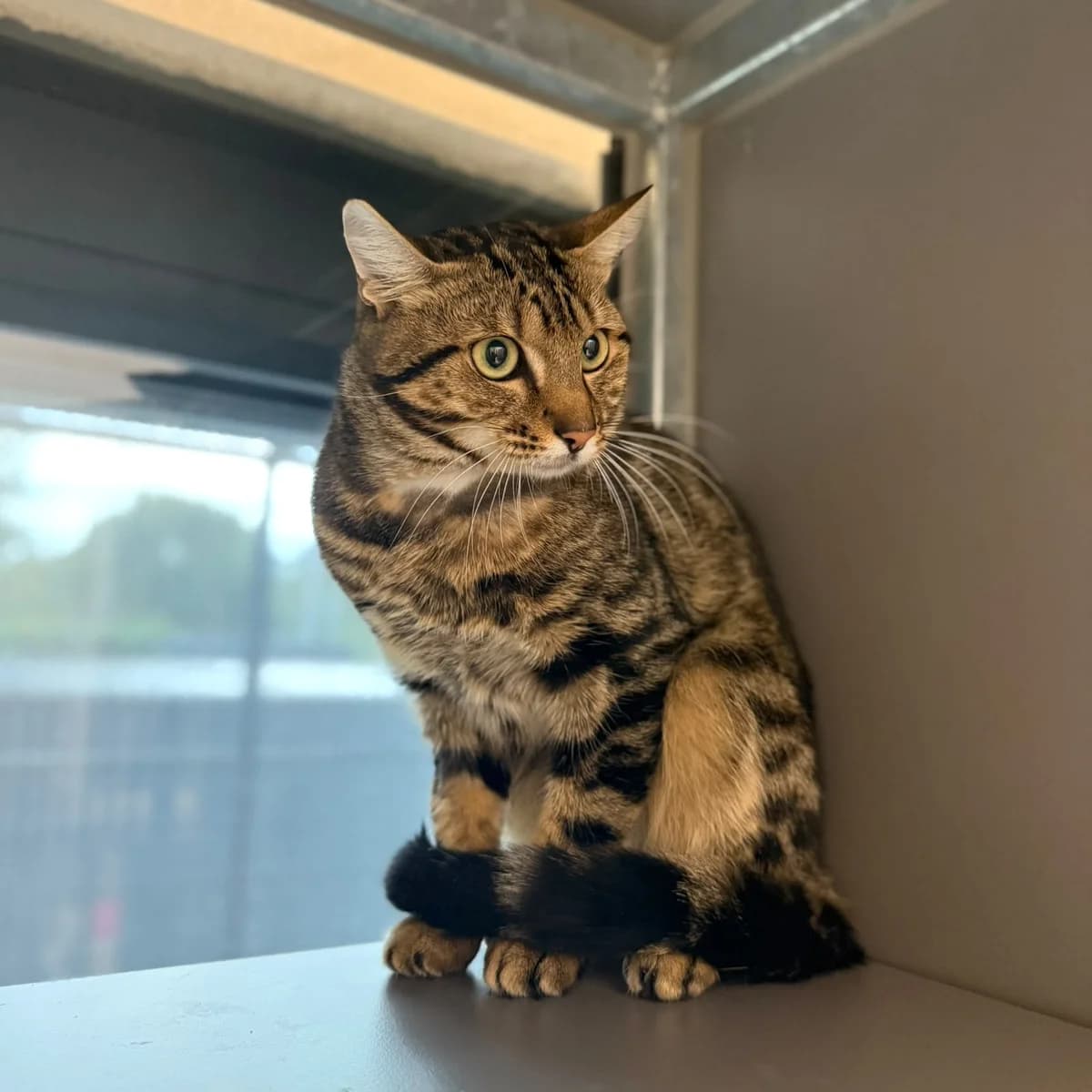 Ammon, male young European Shorthair for adoption at Dierentehuis Arnhem