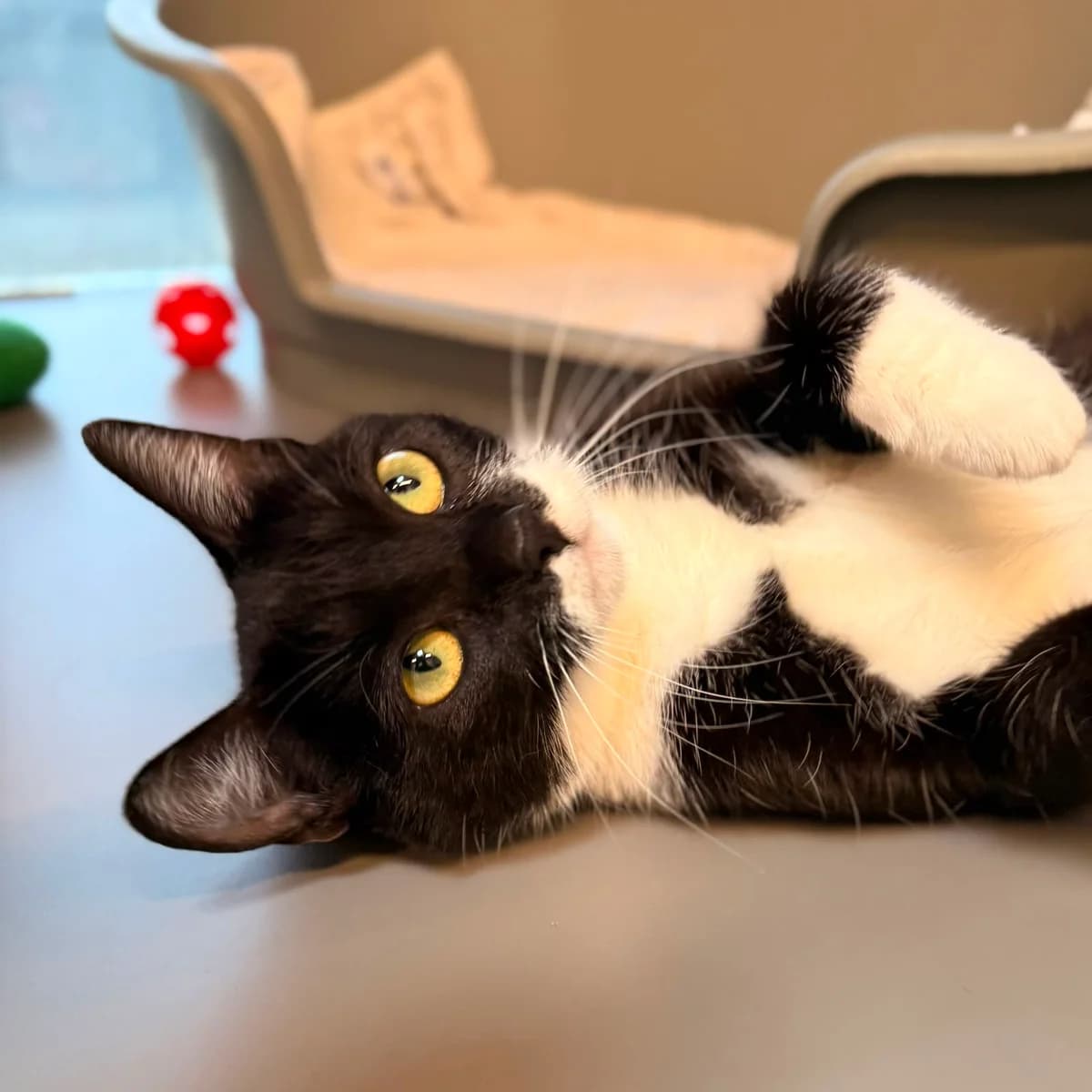 Amy, female puppy European Shorthair for adoption at Dierentehuis Arnhem