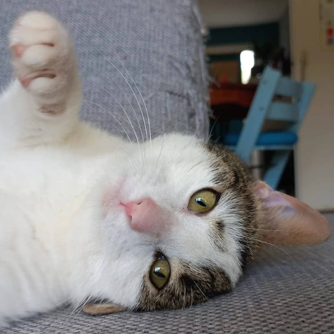 Arla, female young Mixed Breed for adoption at Dierentehuis Arnhem