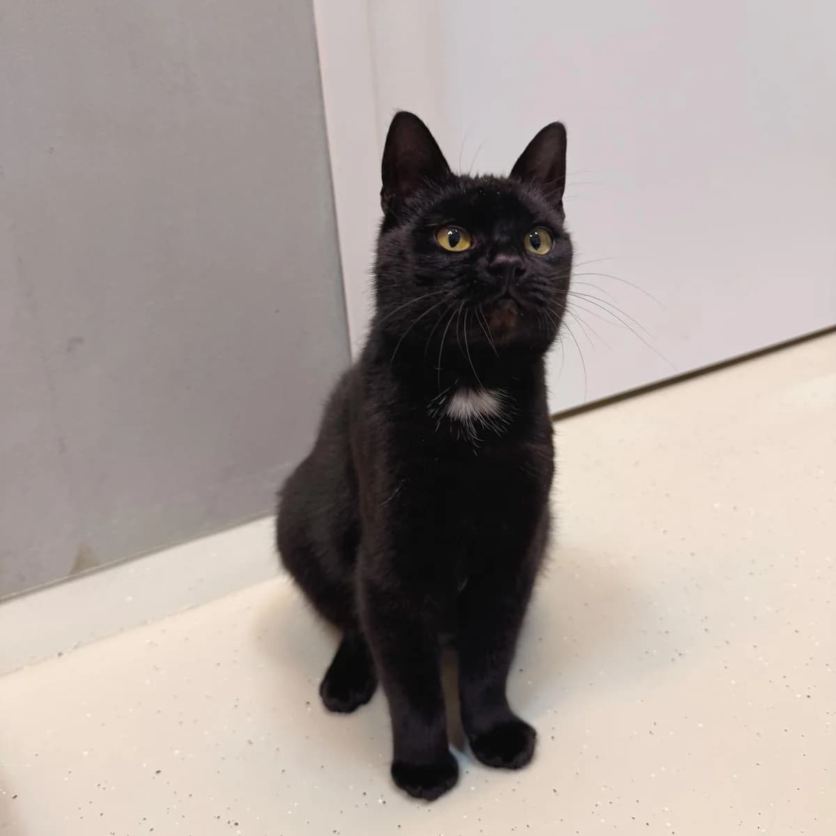 Artemis, female senior Mixed Breed for adoption at Dierentehuis Arnhem