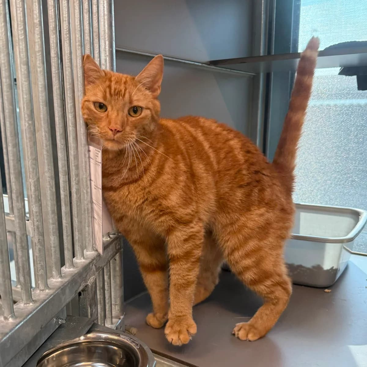 Arthur, male young European Shorthair for adoption at Dierentehuis Arnhem