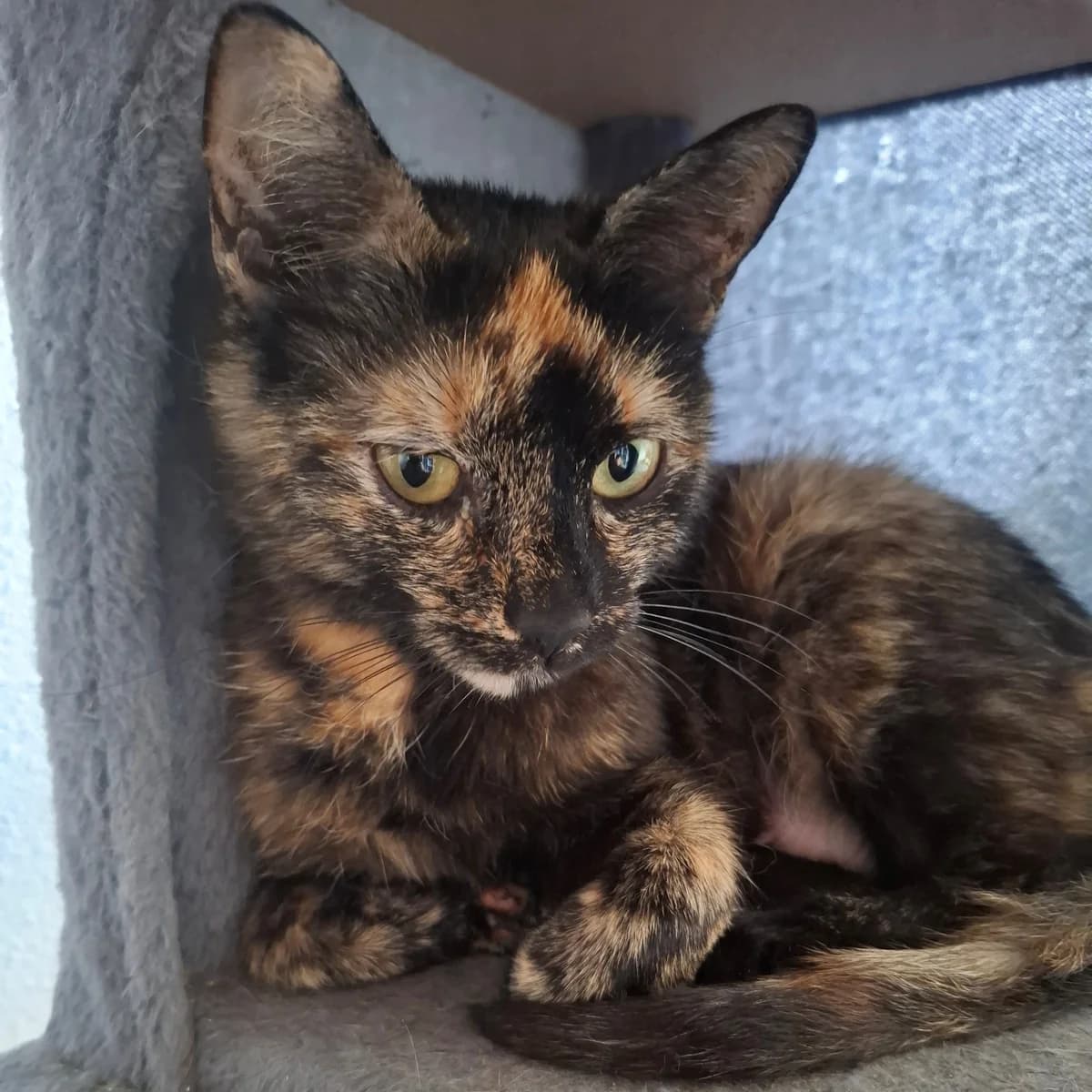Askim, female 3yo European Shorthair for adoption at Dierentehuis Arnhem