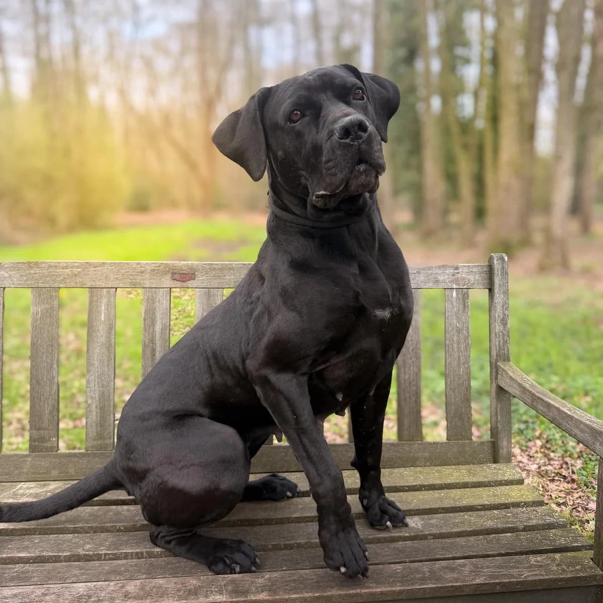 Bailey, female 5yo Mixed Breed for adoption at Dierentehuis Arnhem