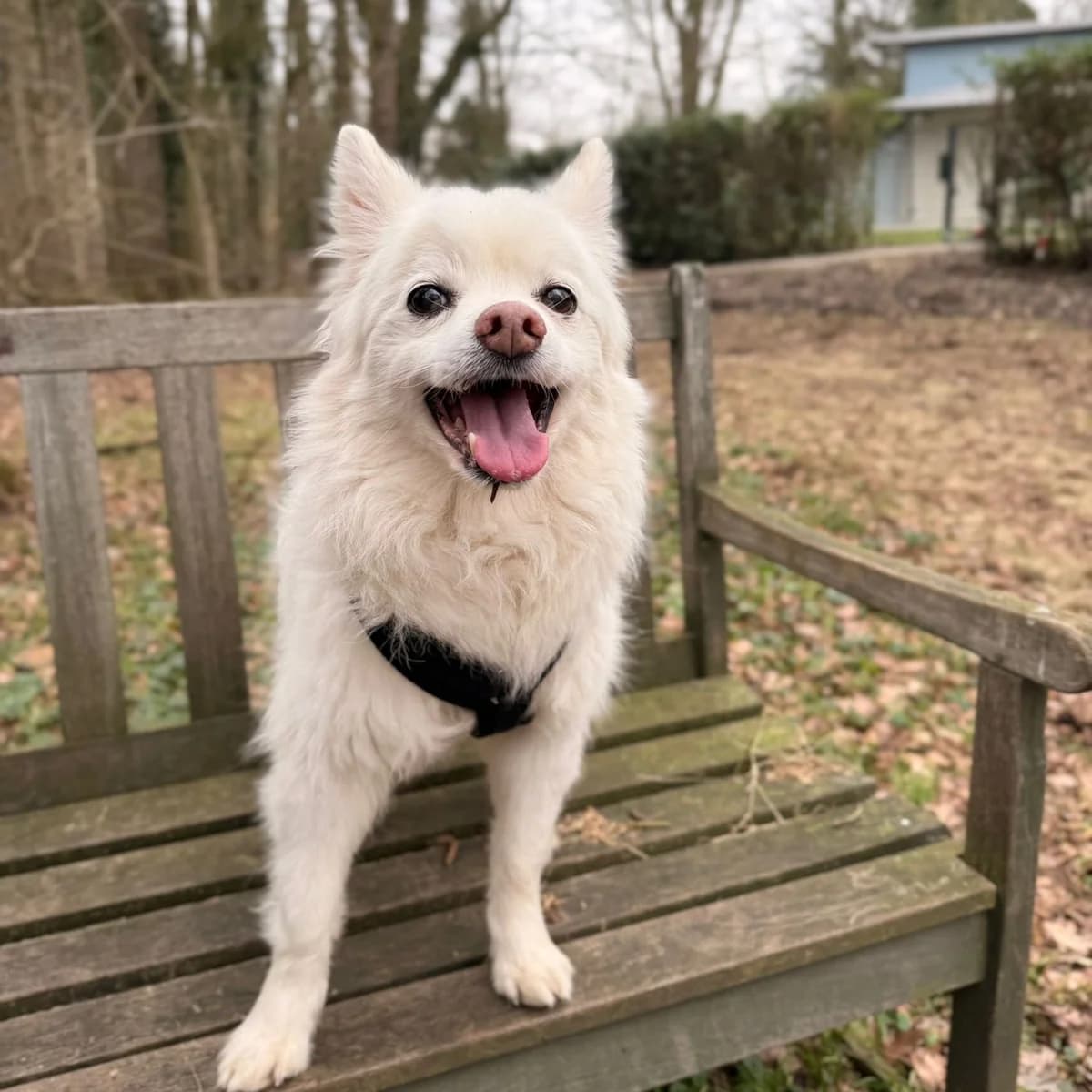 Benji, male senior Mixed Breed for adoption at Dierentehuis Arnhem