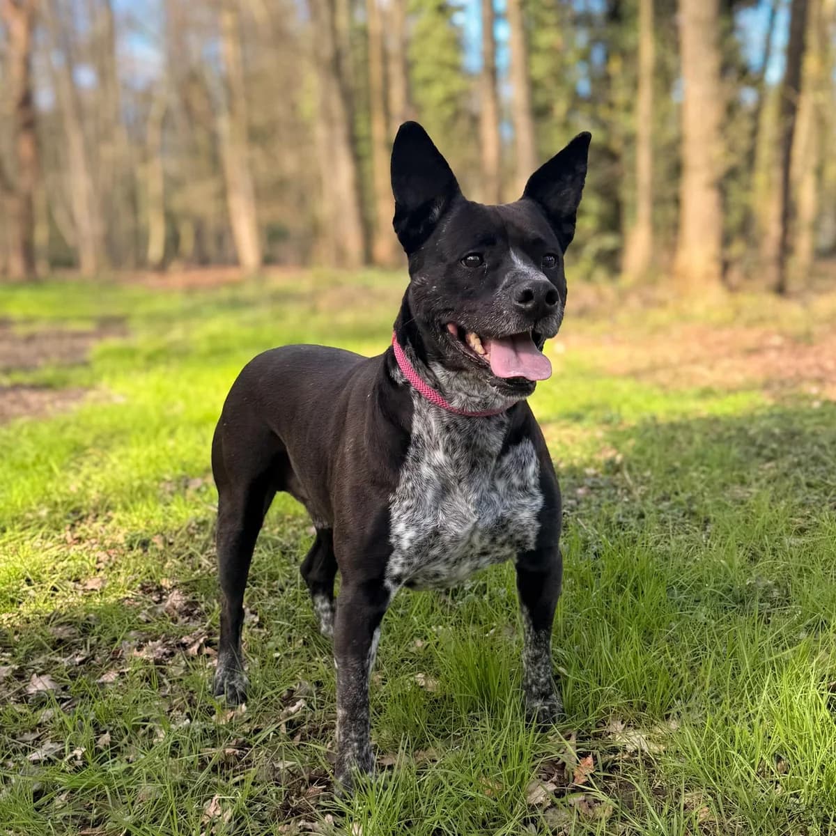 Bertie, male 4yo Mixed Breed for adoption at Dierentehuis Arnhem