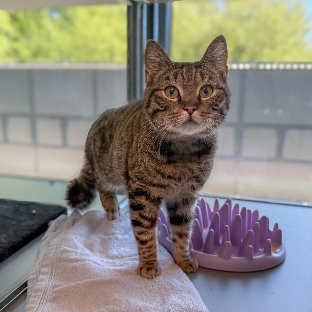 Bibble, male 4yo Mixed Breed for adoption at Dierentehuis Arnhem
