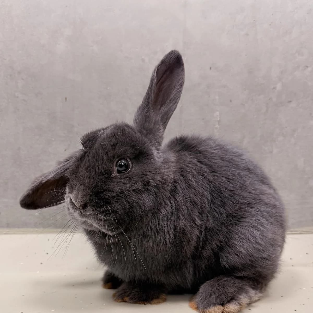 Blink, female mixed breed for adoption at Dierentehuis Arnhem