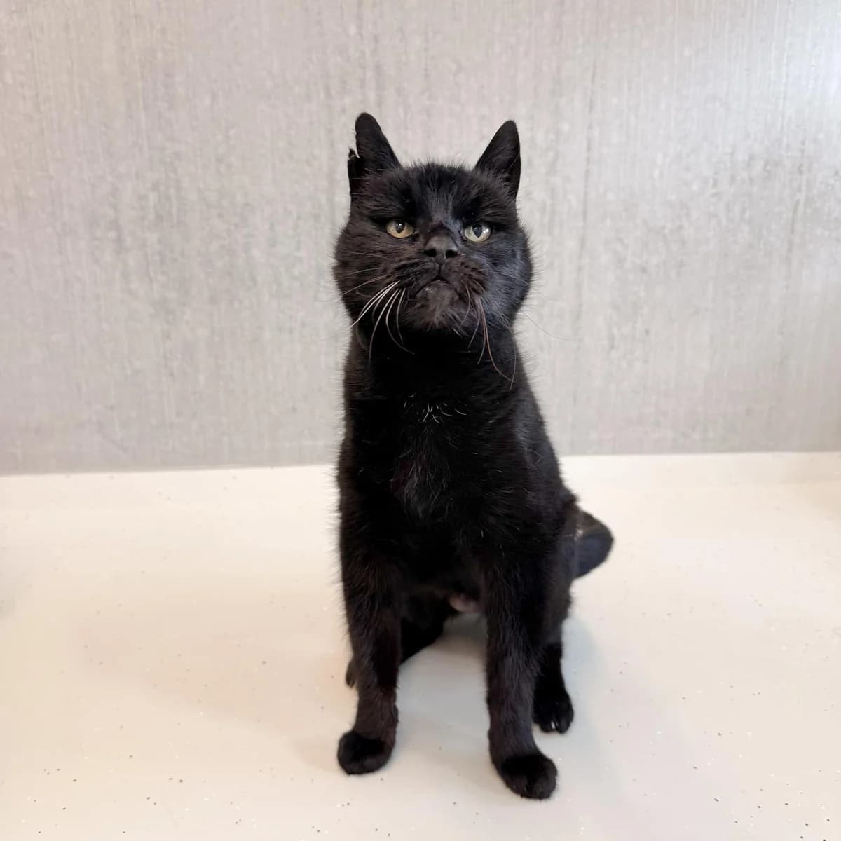 Bo, female senior Mixed Breed for adoption at Dierentehuis Arnhem