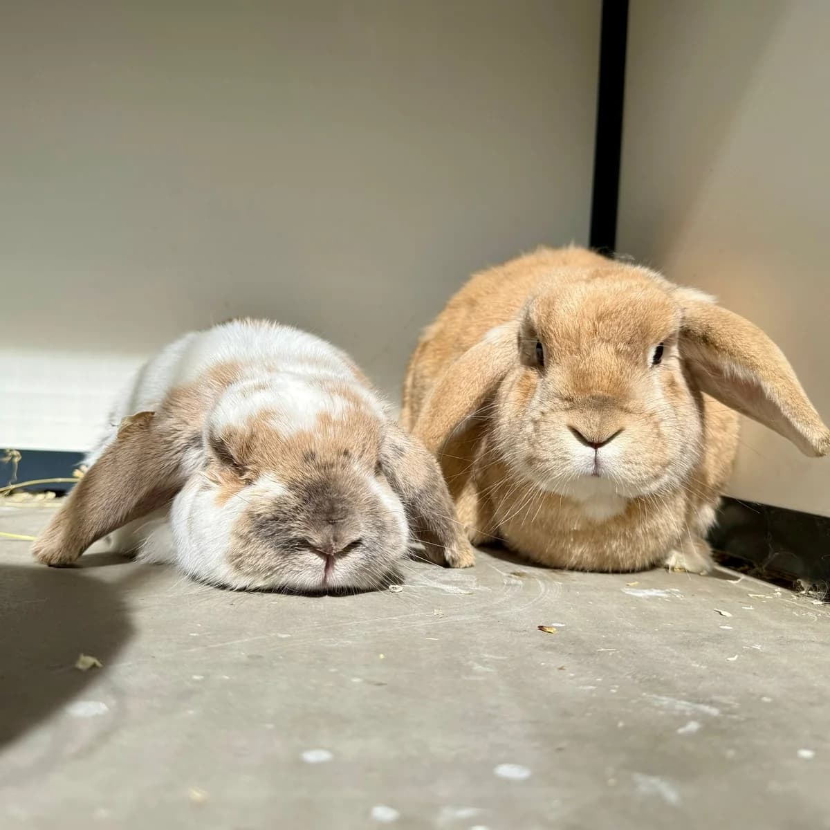 Bob & Major Piet, male 6yo Mixed Breed for adoption at Dierentehuis Arnhem