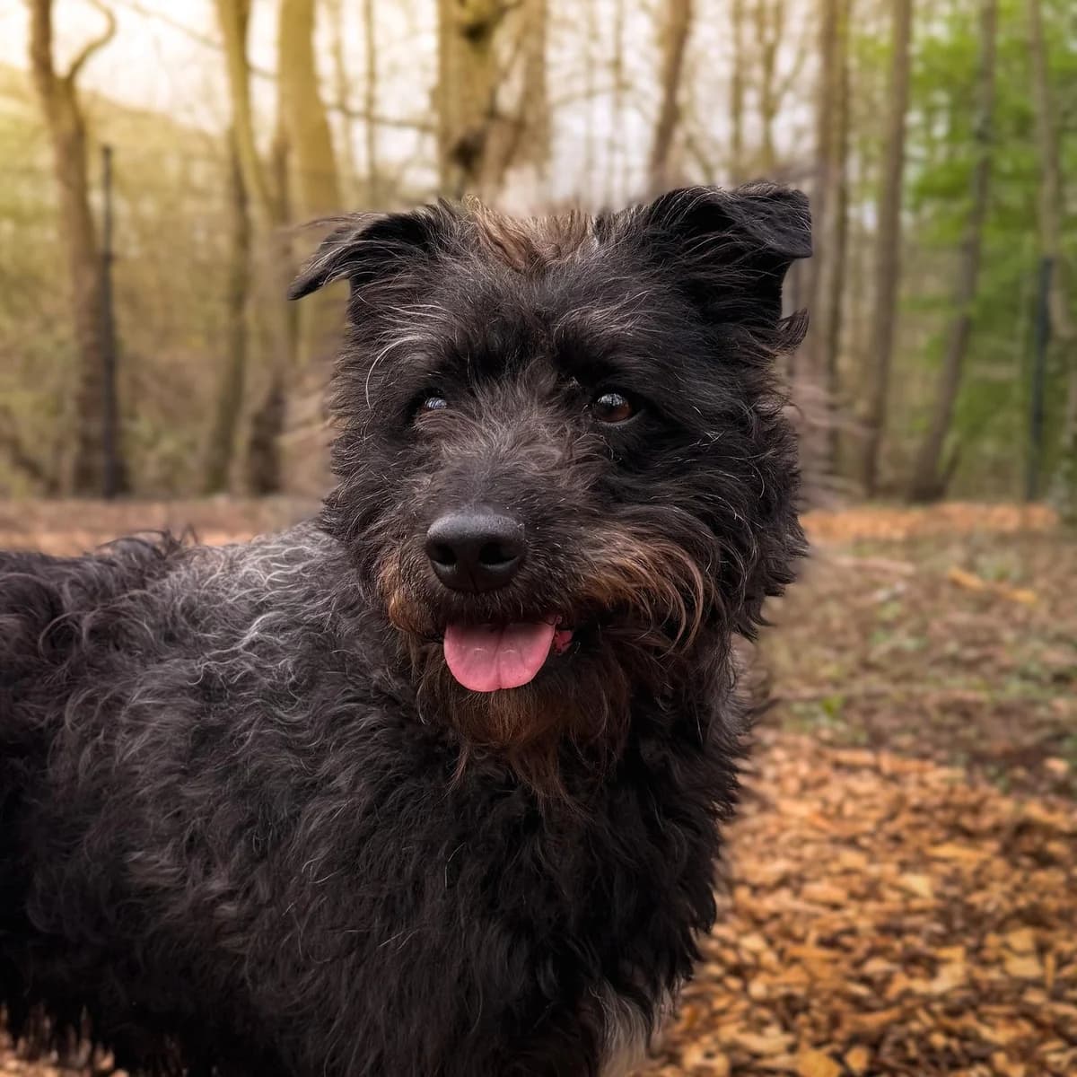 Bono, male 6yo Mixed Breed for adoption at Dierentehuis Arnhem