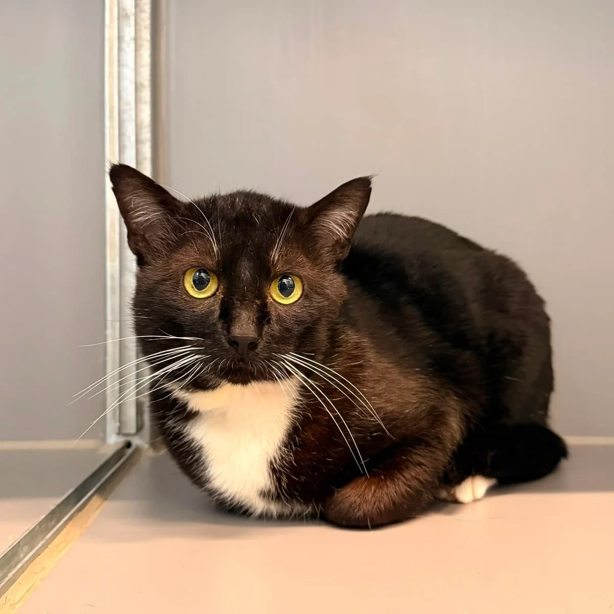 Bowie, male 5yo European Shorthair for adoption at Dierentehuis Arnhem