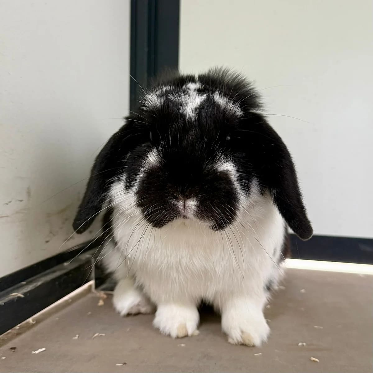 Bram, male mixed breed for adoption at Dierentehuis Arnhem