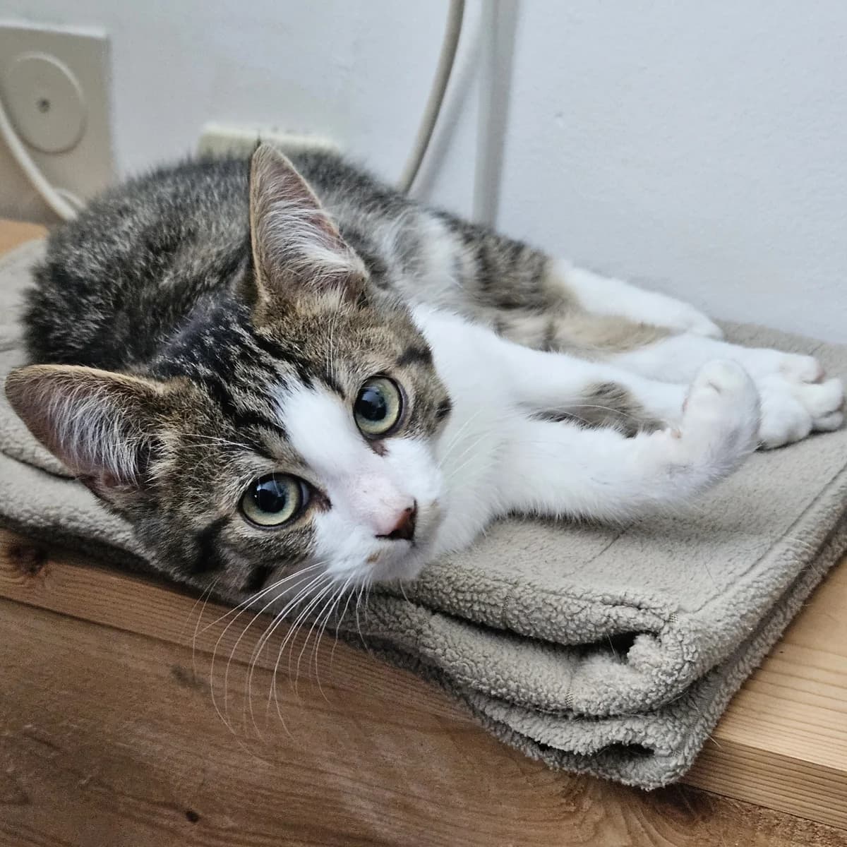 Bram, male puppy European Shorthair for adoption at Dierentehuis Arnhem