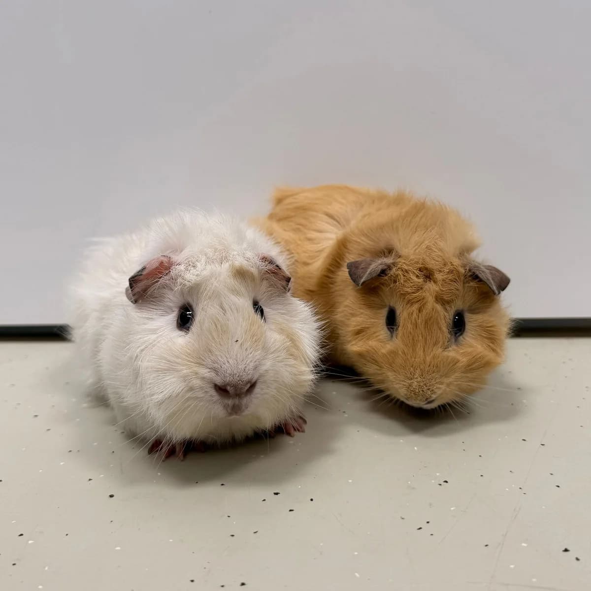 Casper & Spookje, bruin mixed breed for adoption at Dierentehuis Arnhem