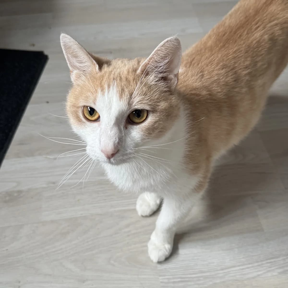 Cleo, female young European Shorthair for adoption at Dierentehuis Arnhem