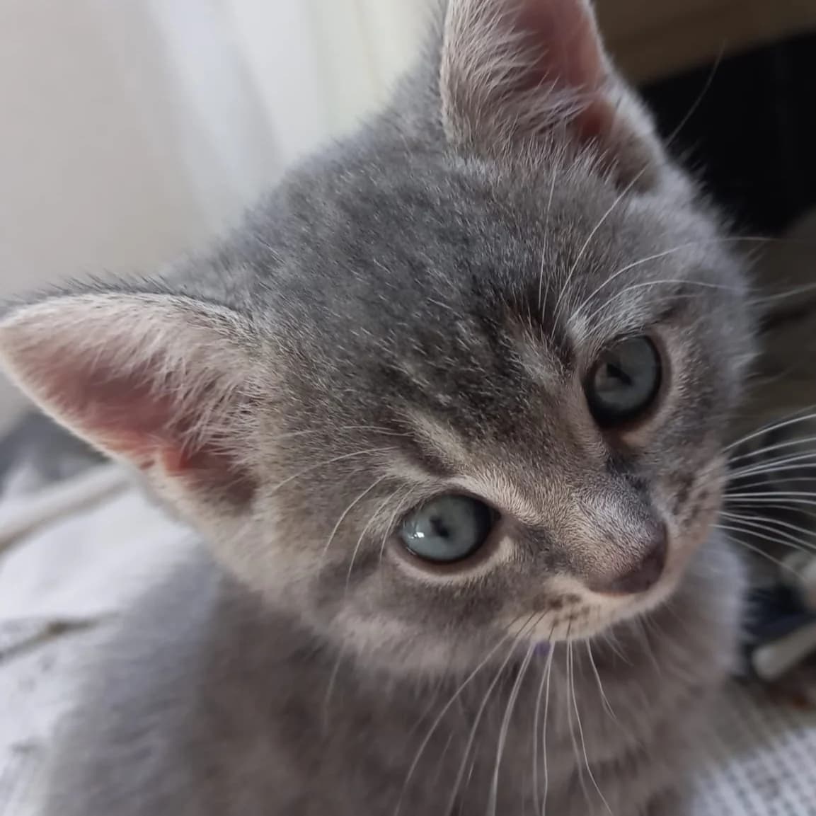 Coco, female puppy European Shorthair for adoption at Dierentehuis Arnhem