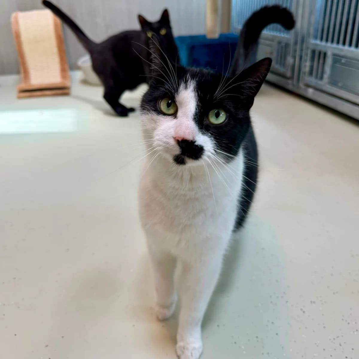 Coco & Buddha, zwart male 5yo European Shorthair for adoption at Dierentehuis Arnhem