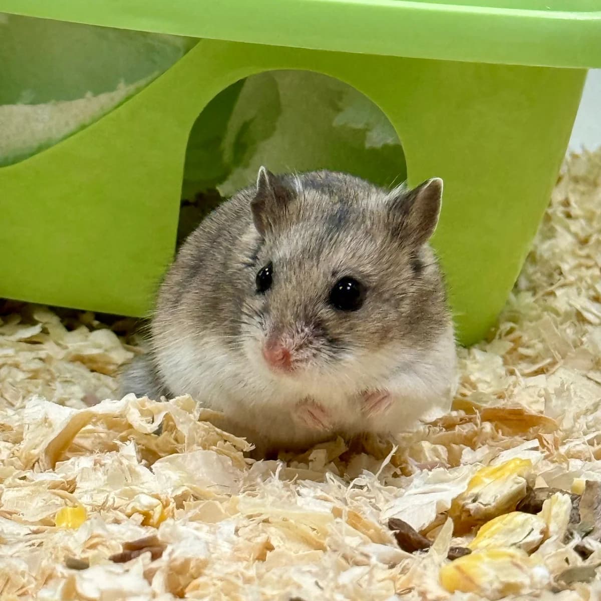 Dipper, mixed breed for adoption at Dierentehuis Arnhem