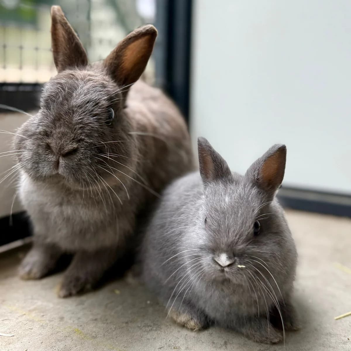 Dory & Nemo, female puppy Mixed Breed for adoption at Dierentehuis Arnhem