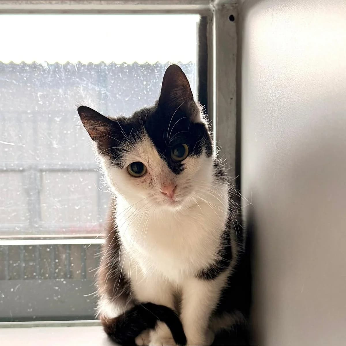 Duchess, female puppy European Shorthair for adoption at Dierentehuis Arnhem