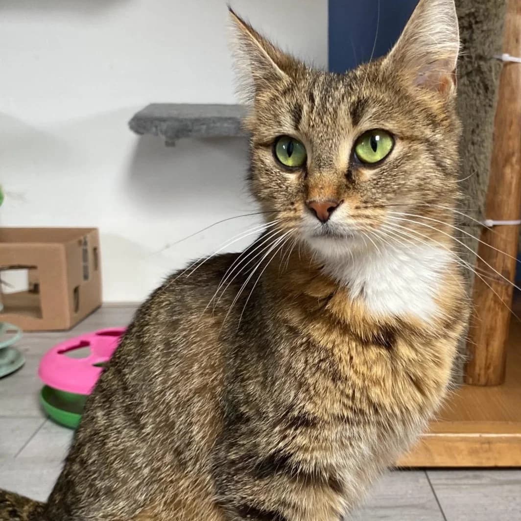 Eefje, female young European Shorthair for adoption at Dierentehuis Arnhem