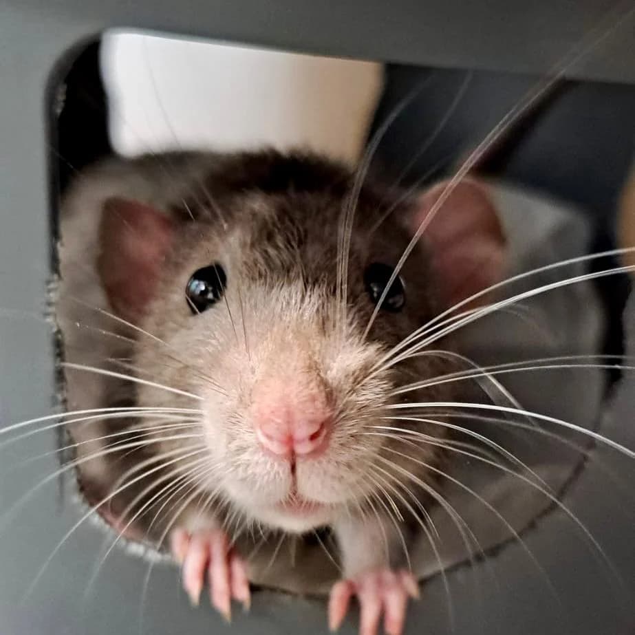 Elmo, mixed breed for adoption at Dierentehuis Arnhem