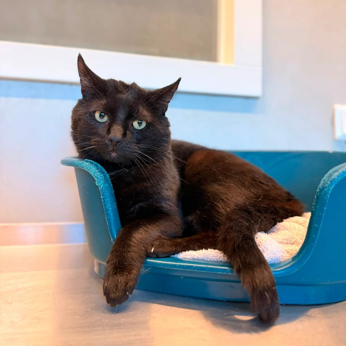 Elvis, male 5yo European Shorthair for adoption at Dierentehuis Arnhem