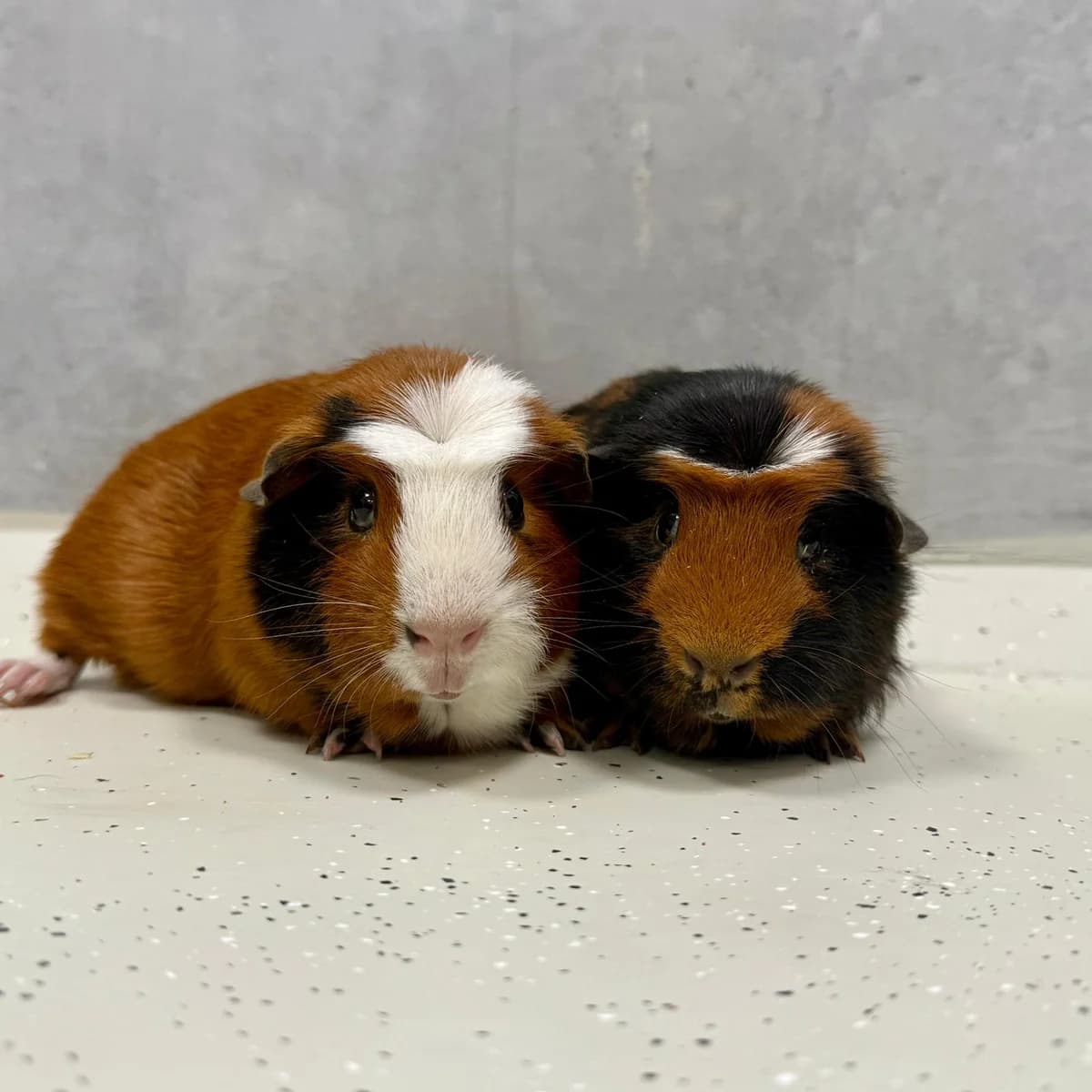Ewout & Kees, rood mixed breed for adoption at Dierentehuis Arnhem