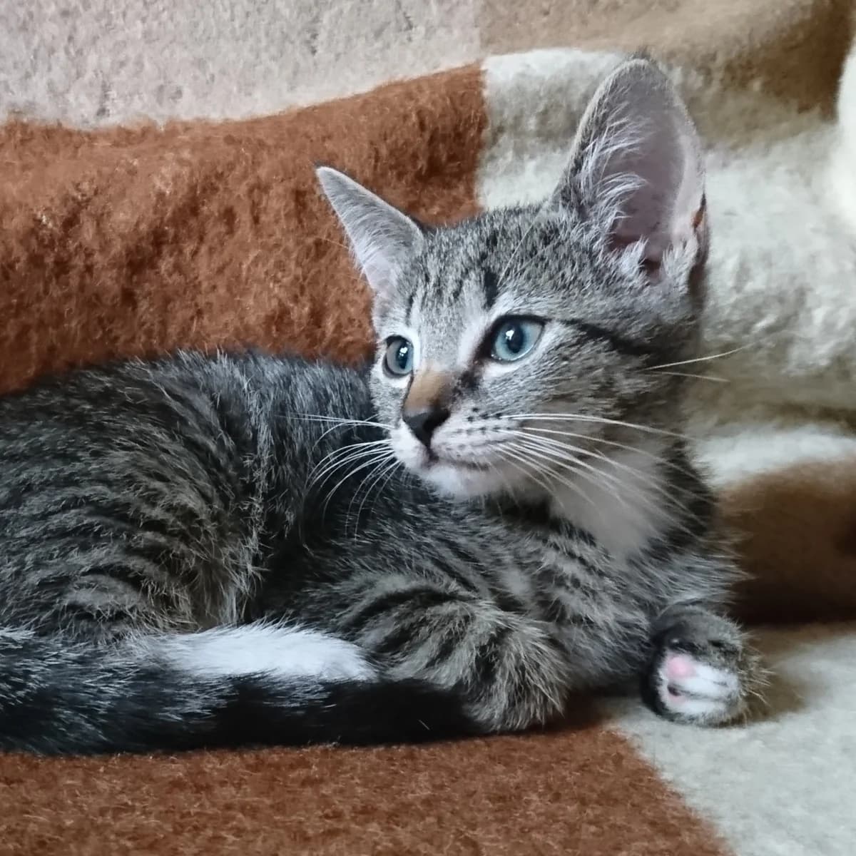 Fiep, female puppy European Shorthair for adoption at Dierentehuis Arnhem