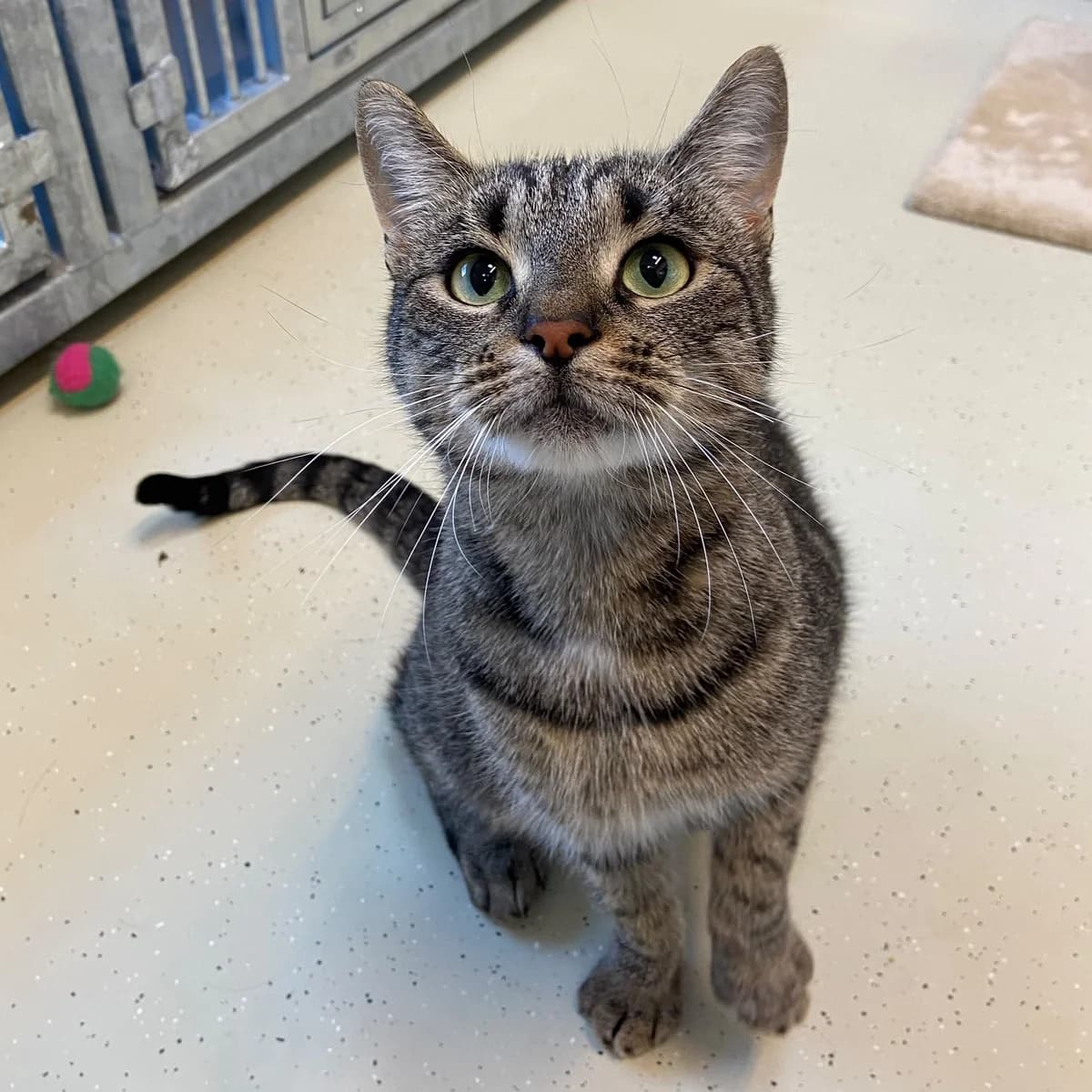 Flora, female young European Shorthair for adoption at Dierentehuis Arnhem