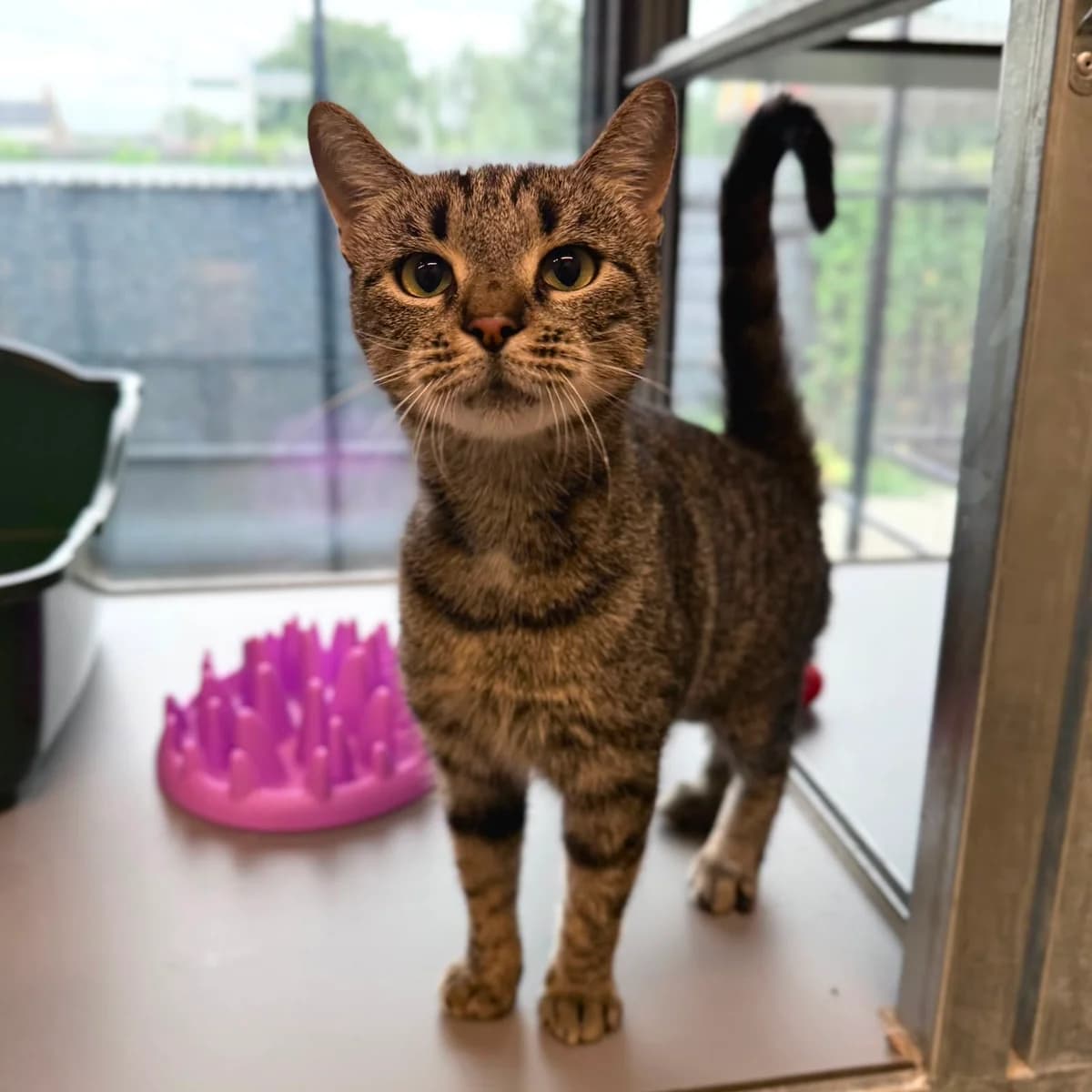 Flora, female young European Shorthair for adoption at Dierentehuis Arnhem