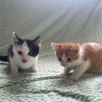 Gember & Peper, rood female puppy European Shorthair for adoption at Dierentehuis Arnhem