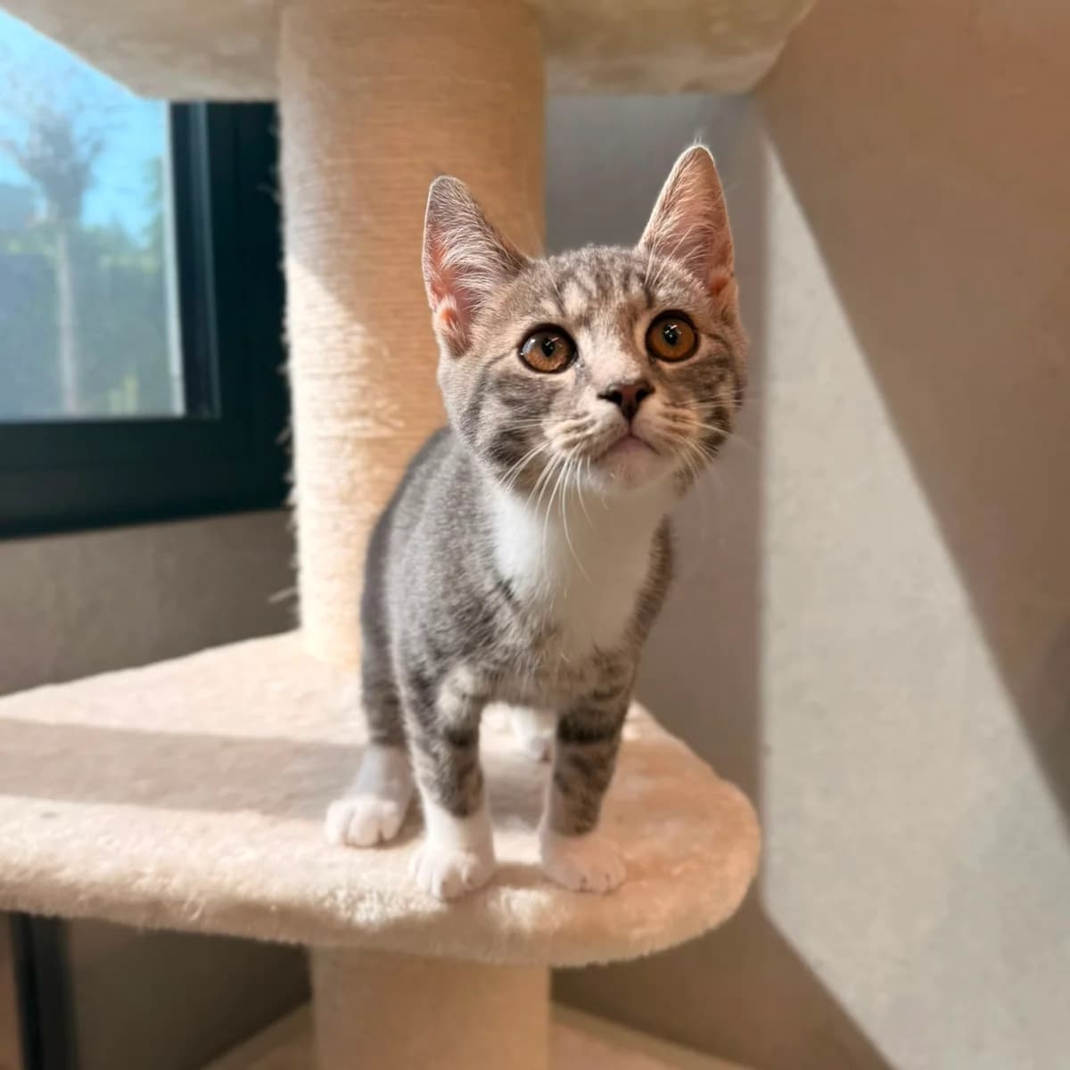 Georgie & Sulley, wit male puppy European Shorthair for adoption at Dierentehuis Arnhem